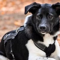 Junghündin Nika in NRW (Bedburg), Hündin zur Adoption