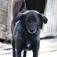 Earl ist ein bezaubernder Hundejunge!, Hund zur Adoption