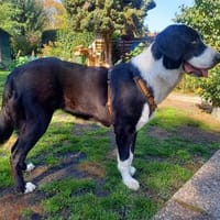Suki - wartet in 91058 Erlangen, Hündin zur Adoption