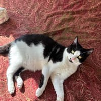 Azrael aus dem Tierschutz, Katze zur Adoption