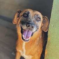 Cindy, Hündin zur Adoption