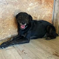 Junone, Hündin zur Adoption