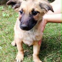 Inja, sucht ihr Zuhause, Hündin zur Adoption