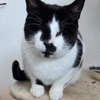 Blinde Bonita aus dem Tierschutz, Katze zur Adoption