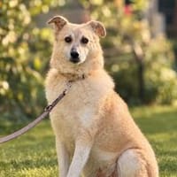 Zeigst du Thanos ein schönes Leben?, Hund zur Adoption