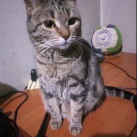 Lia ❤  3 J w und bereit, dein Zuhause zu übernehmen, Kater zur Adoption