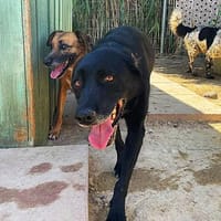 Athena, Hündin zur Adoption