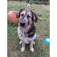 Archy - wartet in 21255 Tostedt, Hund zur Adoption