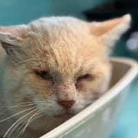 MAZU, chat à adopter