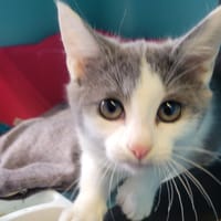 Touta, chatte à adopter