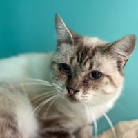 COCOTTE, chatte à adopter