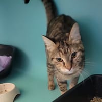 Cloupette, chatte à adopter