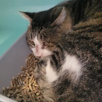 Patinou, chat à adopter