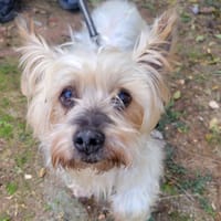 PISSOU, chien à adopter