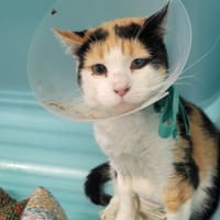 Brenda, chatte à adopter