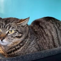 MENELICK, chat à adopter