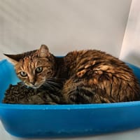 Isis, chatte à adopter