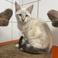 KOKA, chat à adopter