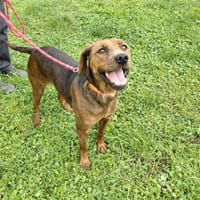 MOUSSE, chienne à adopter