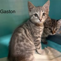Gaston, chat à adopter