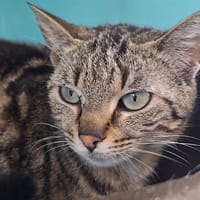 Titou, chatte à adopter