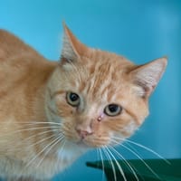 SILO, chat à adopter
