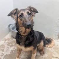 Luky, chienne à adopter