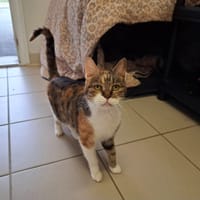 Mona, chatte à adopter