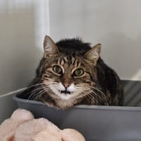Tigrou, chat à adopter