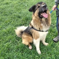 THOR, chien à adopter