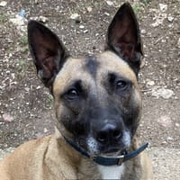BELLA, chienne à adopter