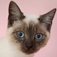 MEMENTO, chat à adopter