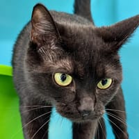 Buffy, chatte à adopter