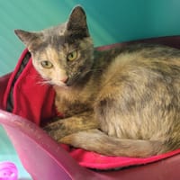 Patata, chatte à adopter