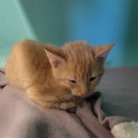 Briquet, chat à adopter