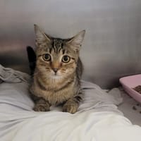 Stephounet, chat à adopter