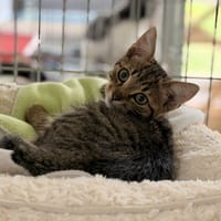 Conan CAB6270, chat à adopter
