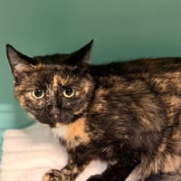 tORTILLA cab6433, chatte à adopter