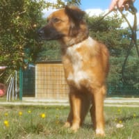 STONE, chienne à adopter
