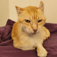 SYLVIO, chat à adopter