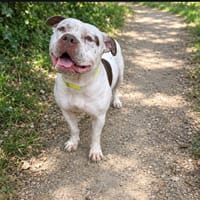 ZAIR, chien à adopter