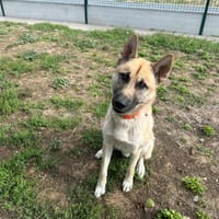 OSCAR, chien à adopter