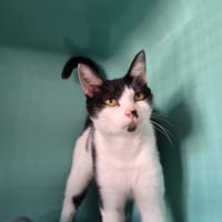 tina, chatte à adopter