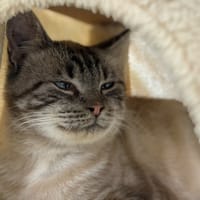 BOUTON D OR, chat à adopter