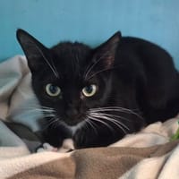 EBENE, chatte à adopter