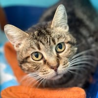 MARIGNY, chatte à adopter