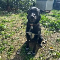 THELMA, chienne à adopter
