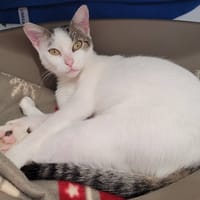 AMELIA (Réservée), chatte à adopter