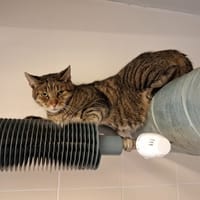 Bresil, chat à adopter