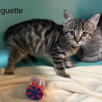 Huguette, chatte à adopter